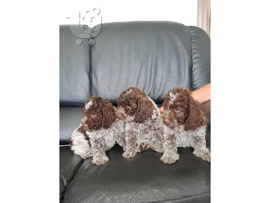 Κουτάβια Lagotto Romagnolo